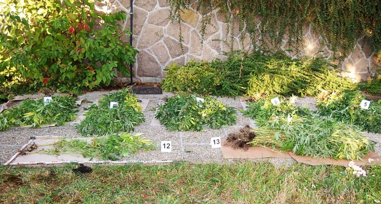 kábítószergyanús növény