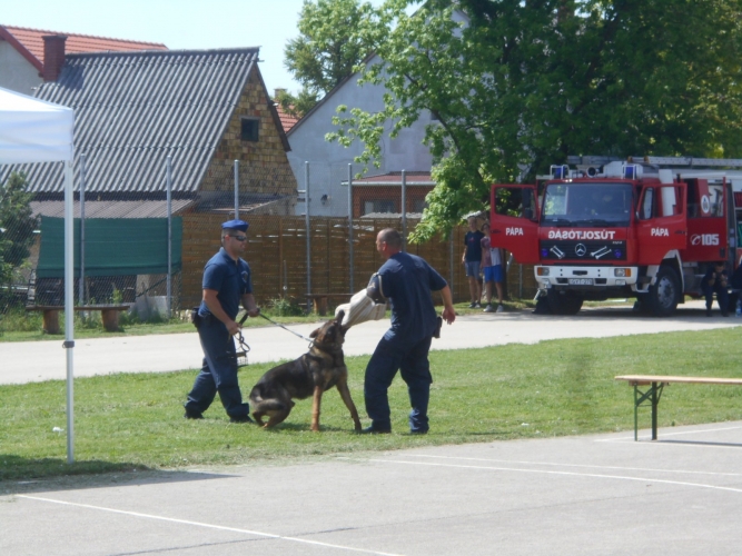 kutyás bemutató
