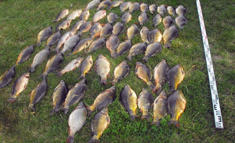 Hallopás Geszt 2018. június 9.